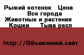 Рыжий котенок › Цена ­ 1 - Все города Животные и растения » Кошки   . Тыва респ.